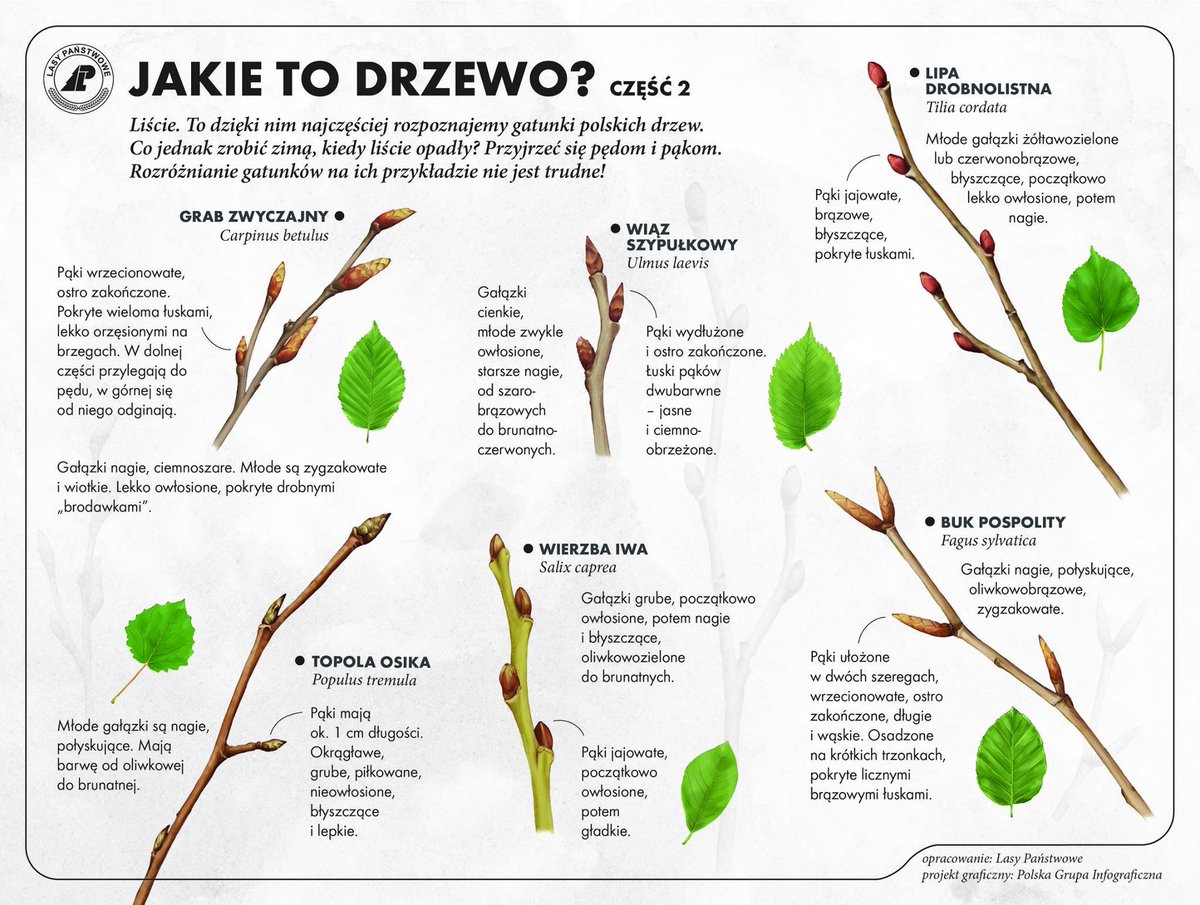 Drzewo2 Jpg 1200 905 Biology Infographic Educatio